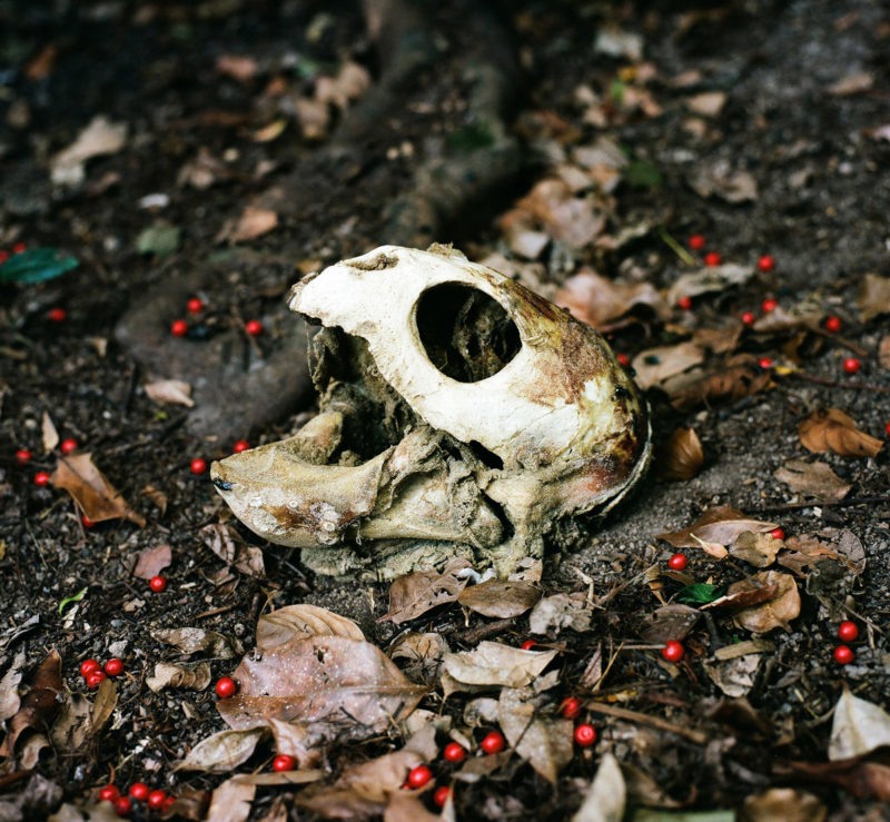 Jesse Boyd Reid A Small Pool Of White Light Skull 14