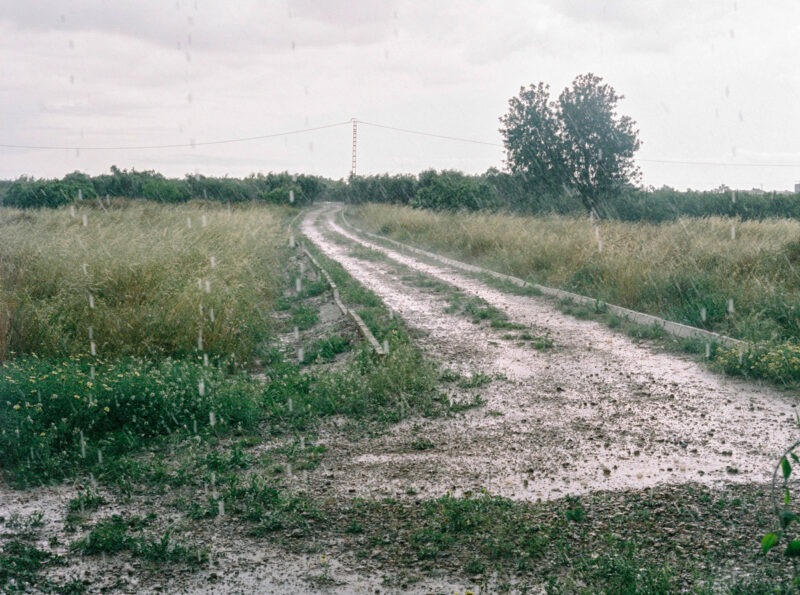 Irmina Walczak Oasis: In Our Quarantine Yard Photography 14