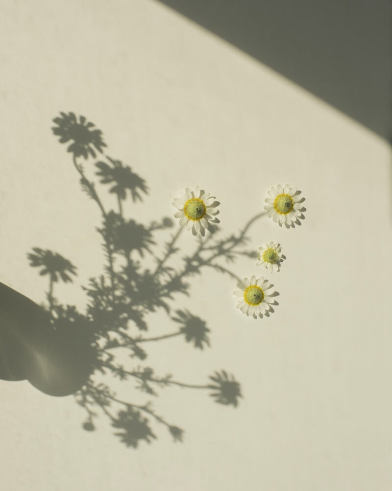 Marietta Varga The Bright Shadow C41magazine Photography 3