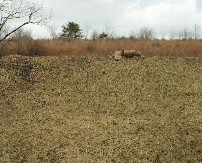 Dead Deer On Hill 001